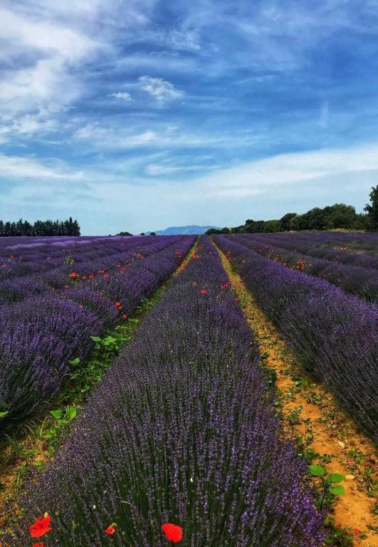 B&B La Douloire แปร์นส์-เลส์-ฟงแตนส์ ภายนอก รูปภาพ